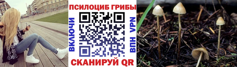 Купить закладки  Щёкино  Псилоцибиновые грибы MAGIC MUSHROOMS 